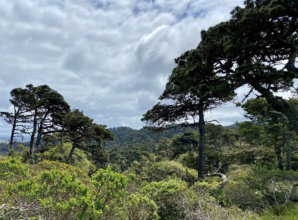Tomales Bay State Park Forest Health and Wildfire Resilience Project
